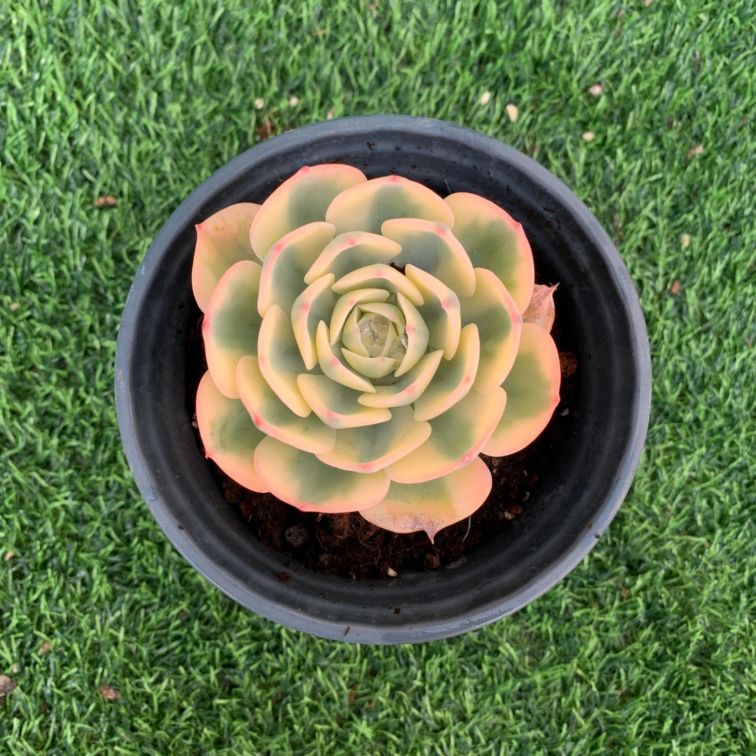 玉蝶锦单头精品多肉植物盆栽阳台花卉好养易养一单包邮