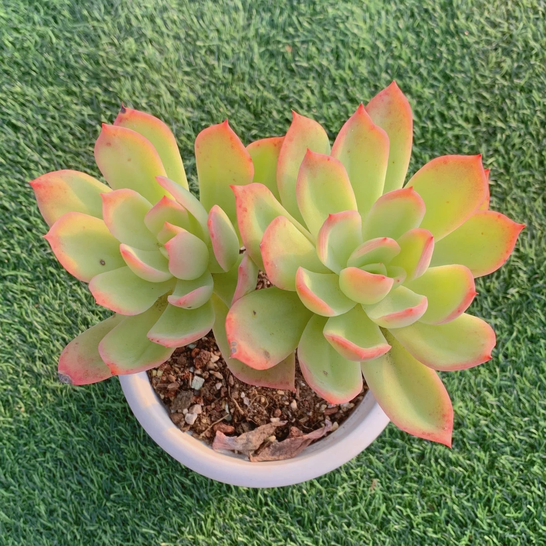 乔伊双头 精品多肉植物盆栽阳台花卉好养易养一单包邮