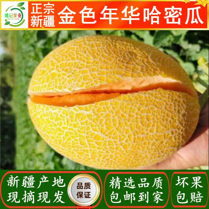 金色年华哈密瓜产地新疆121团直发包邮皮薄肉厚甘甜爆汁新鲜采摘