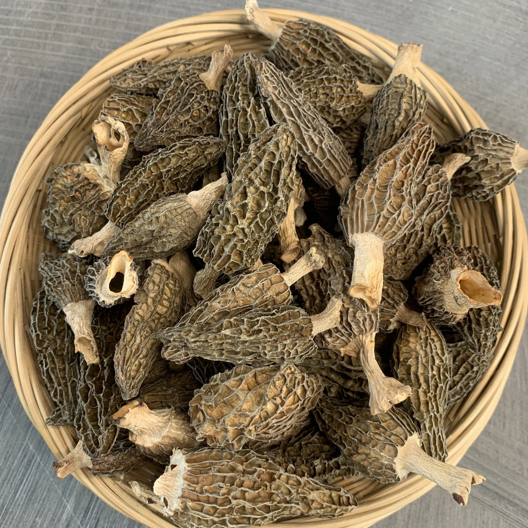 林下羊肚菌 高原林下种植 生态产品 口感上佳 菌香十足