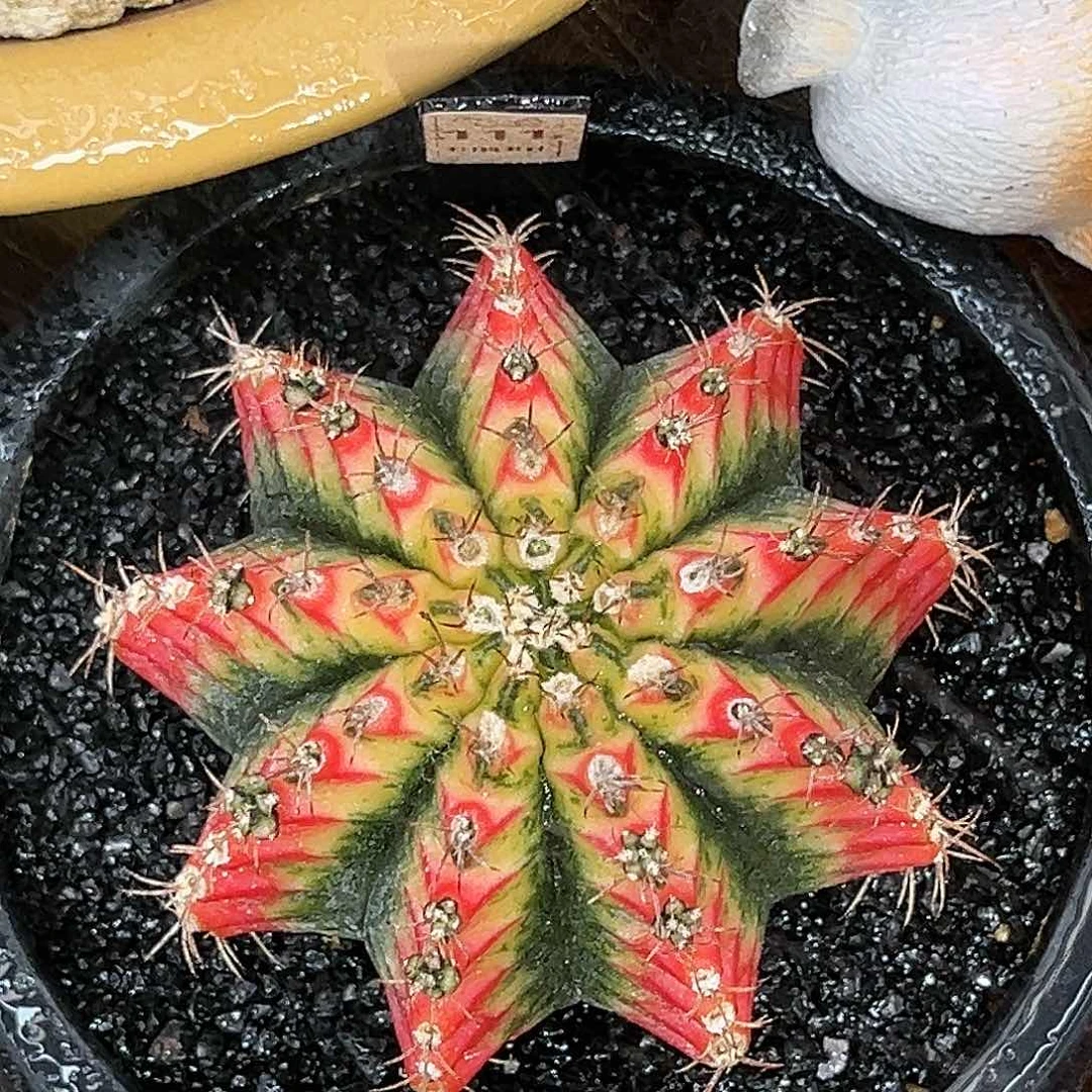 麓思 仙人球 火焰凤凰