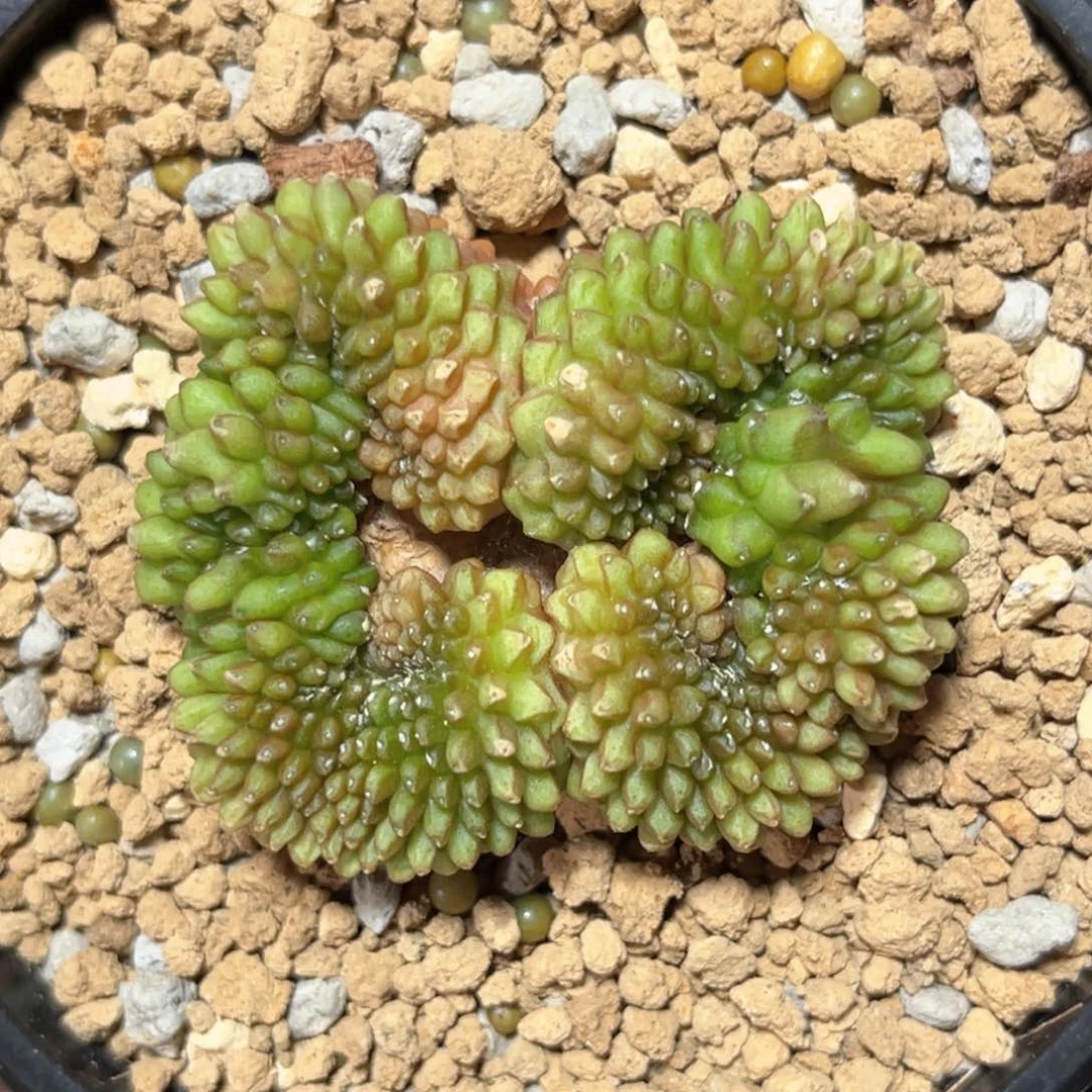 麓思 仙人球 貘缀 蝴蝶