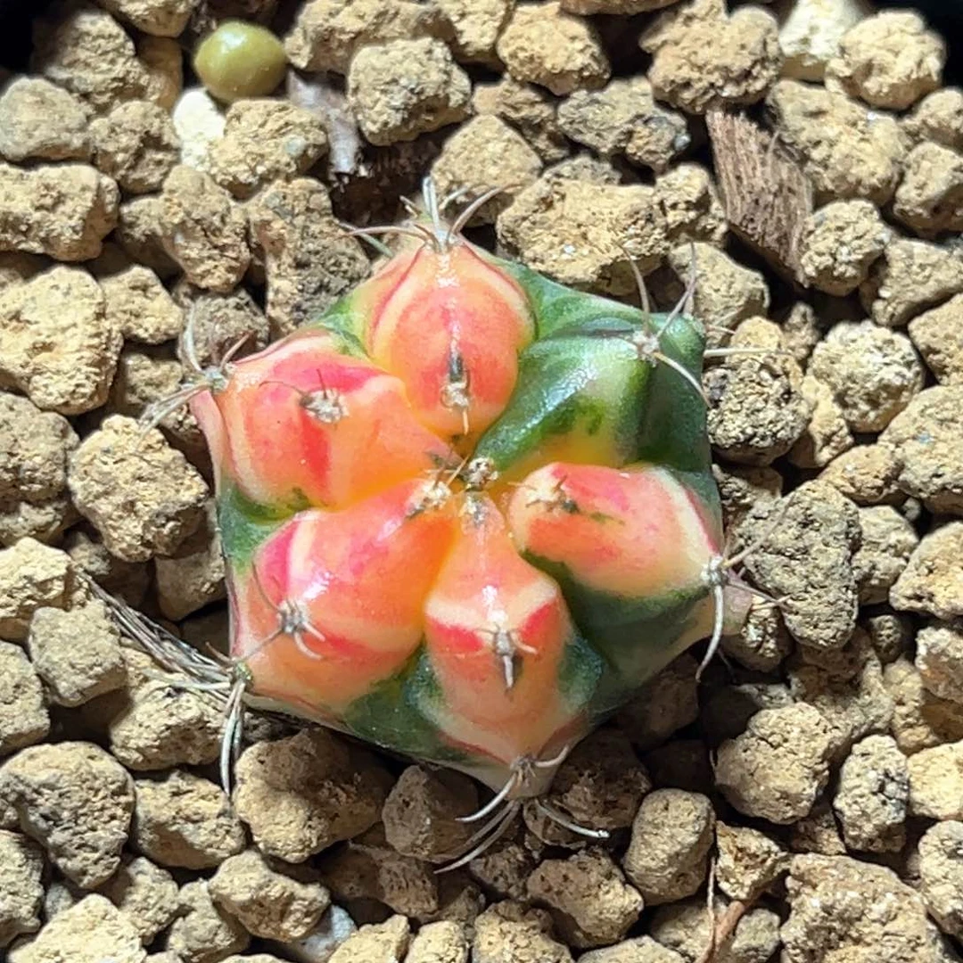 麓思 仙人球 水晶侧芽