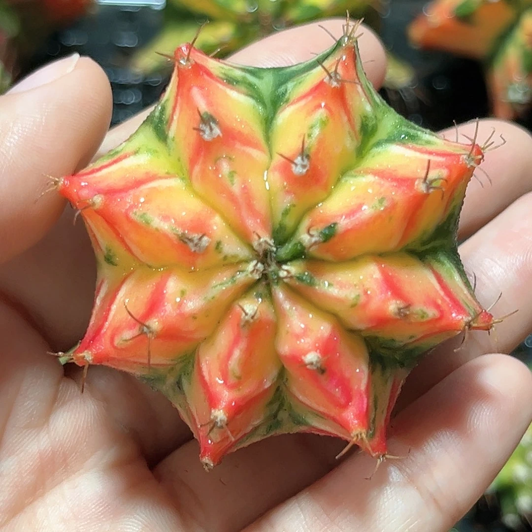 麓思 仙人球 米哈
