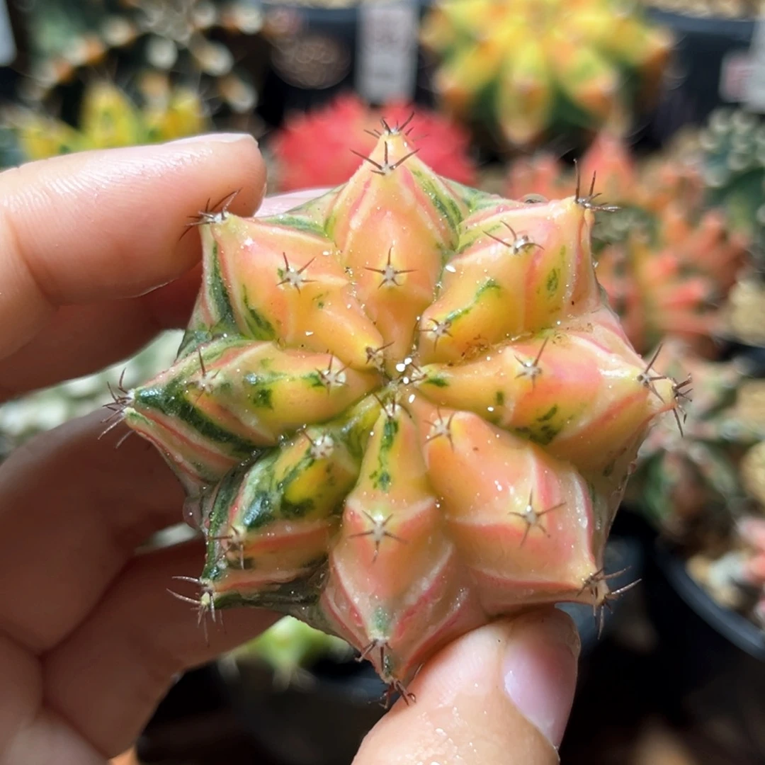 麓思 仙人球 米哈