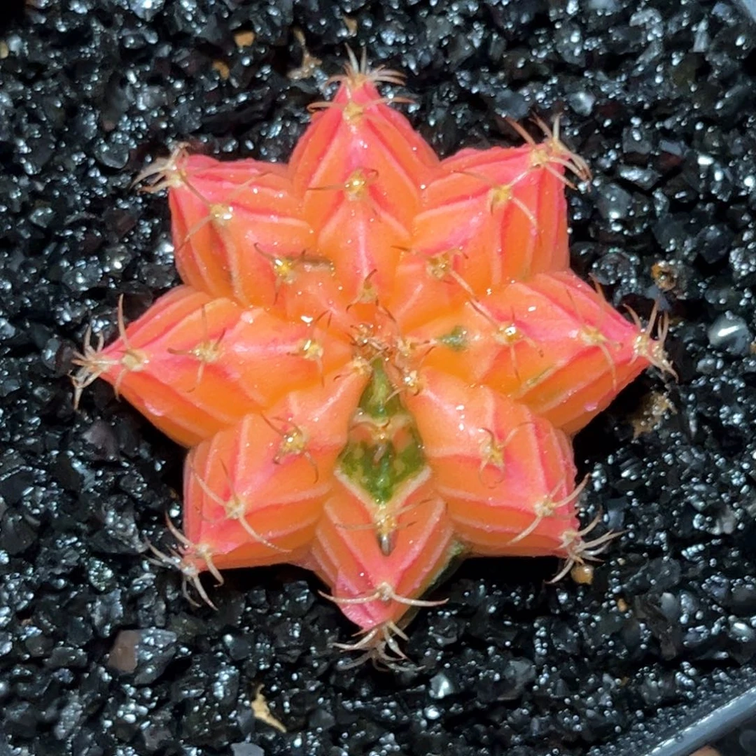 麓思 仙人球 米哈