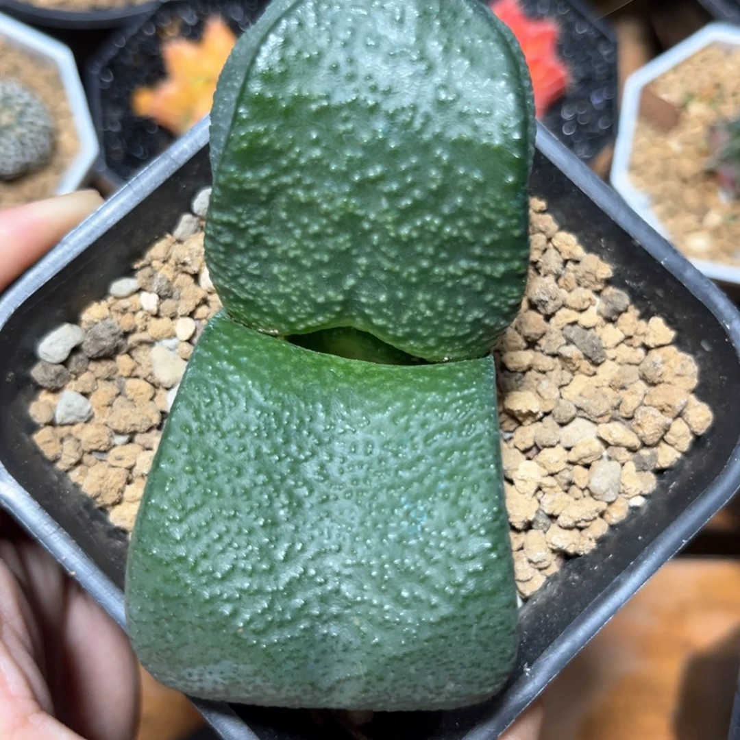 麓思 仙人球 卧龙