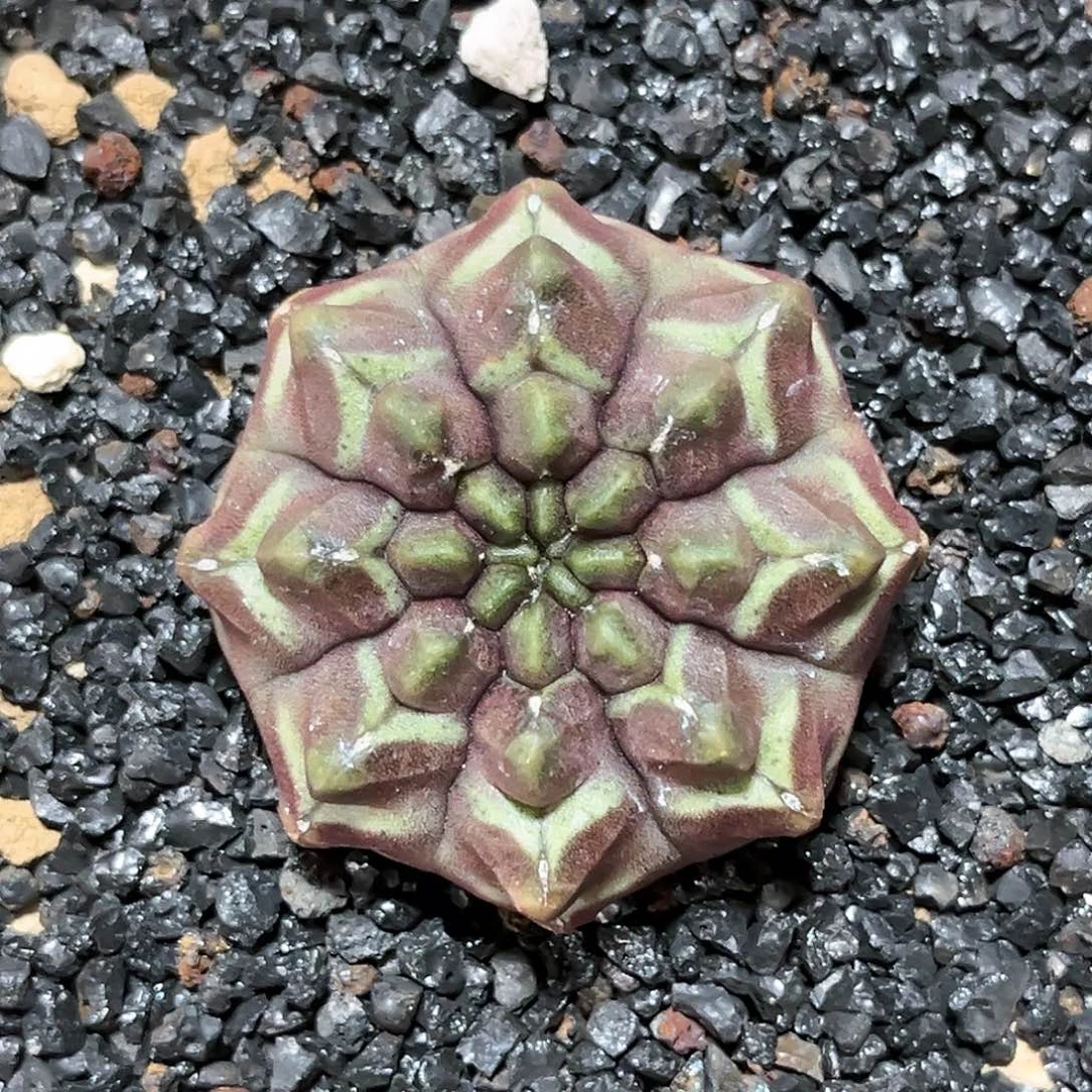 麓思 仙人球 梦想