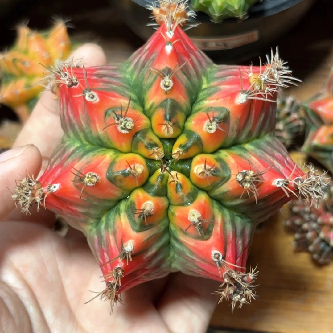 麓思 仙人球 米哈