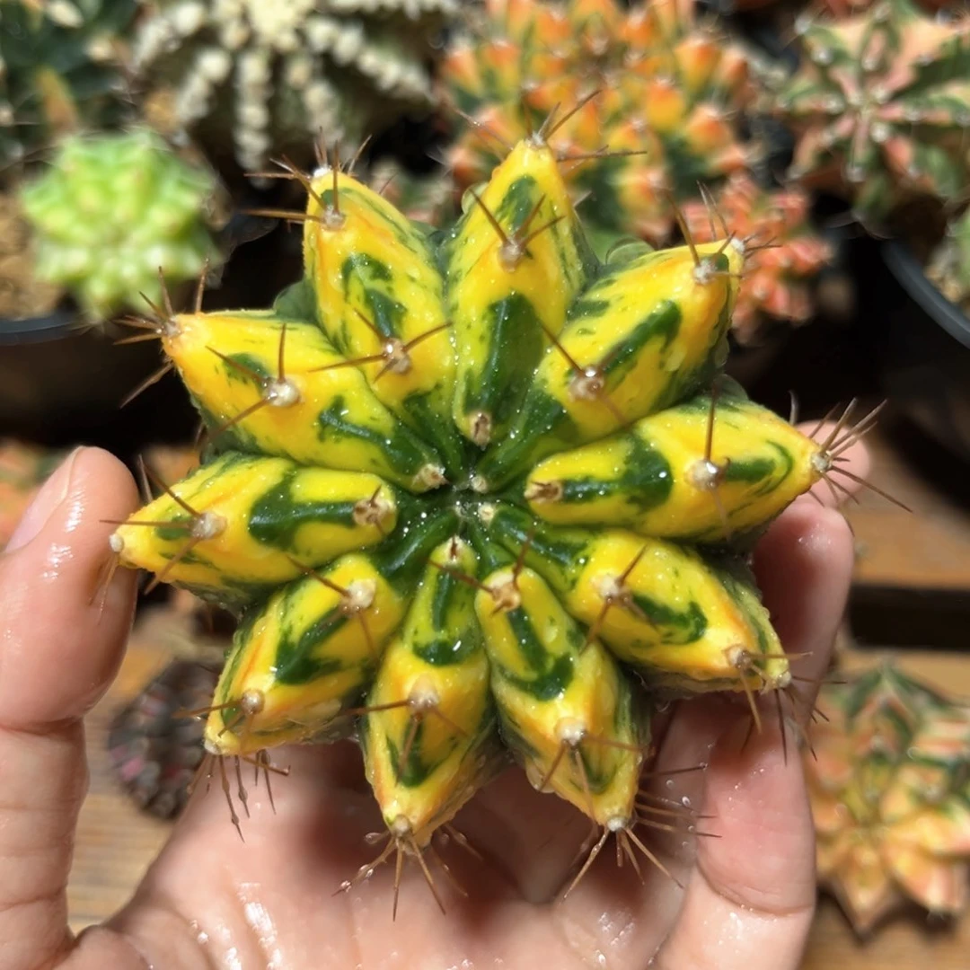 麓思 仙人球 大黄蜂