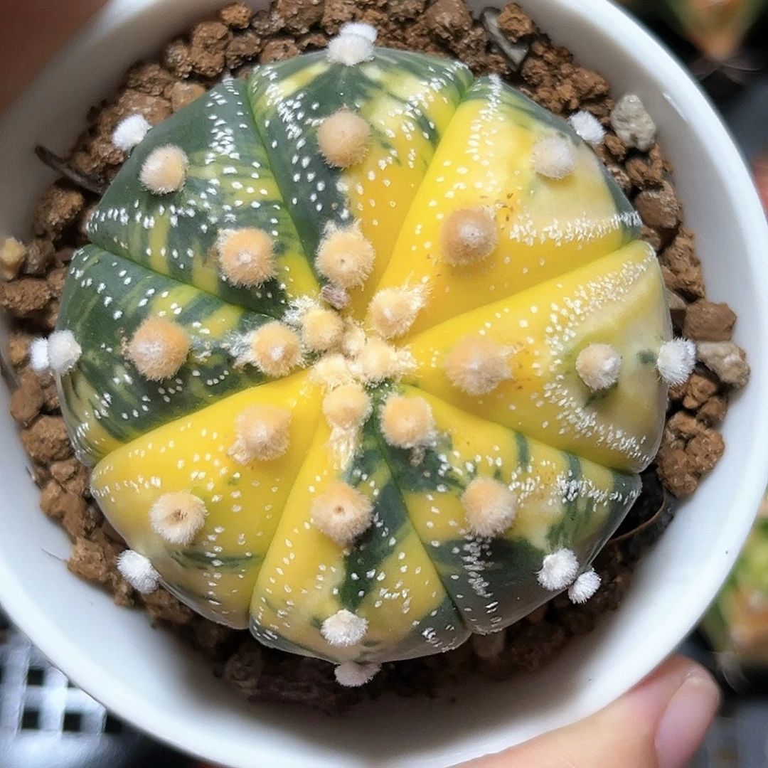 麓思 仙人球 兜锦