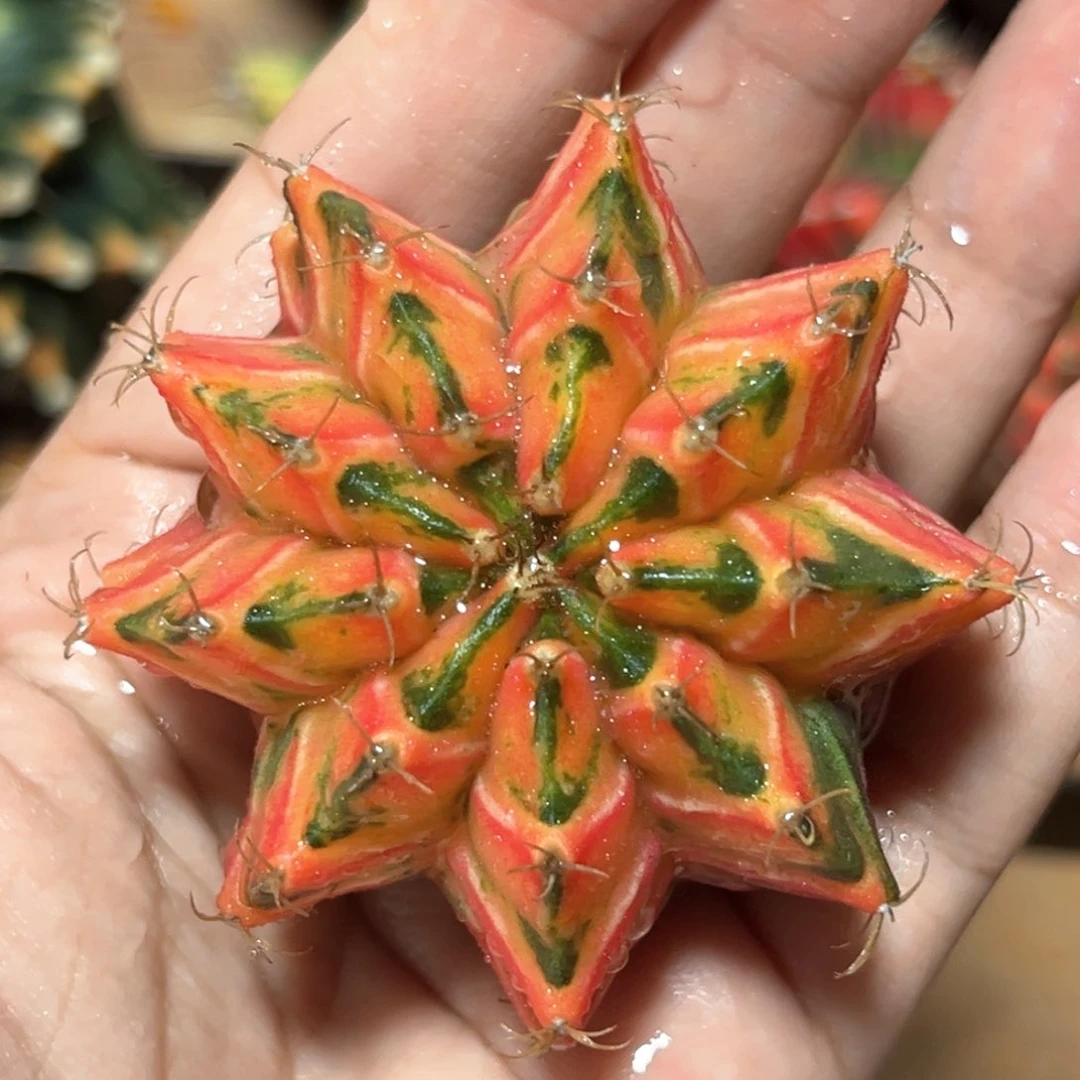 麓思 仙人球 米哈