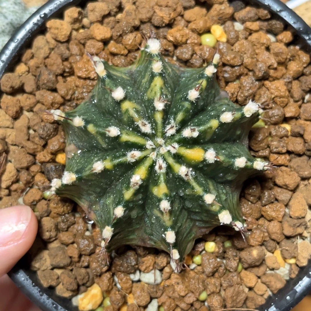 麓思 仙人球  米哈