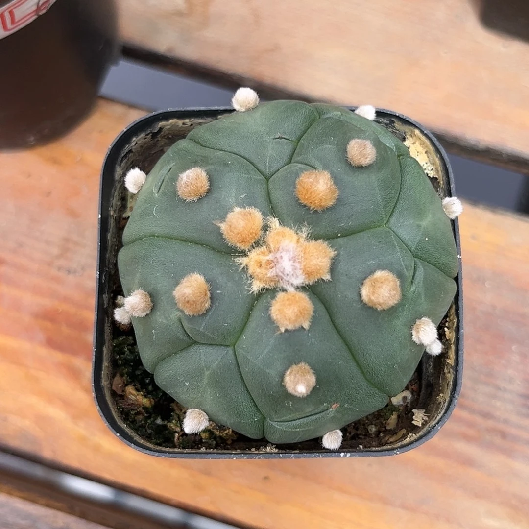 麓思 仙人球 龟甲兜兜