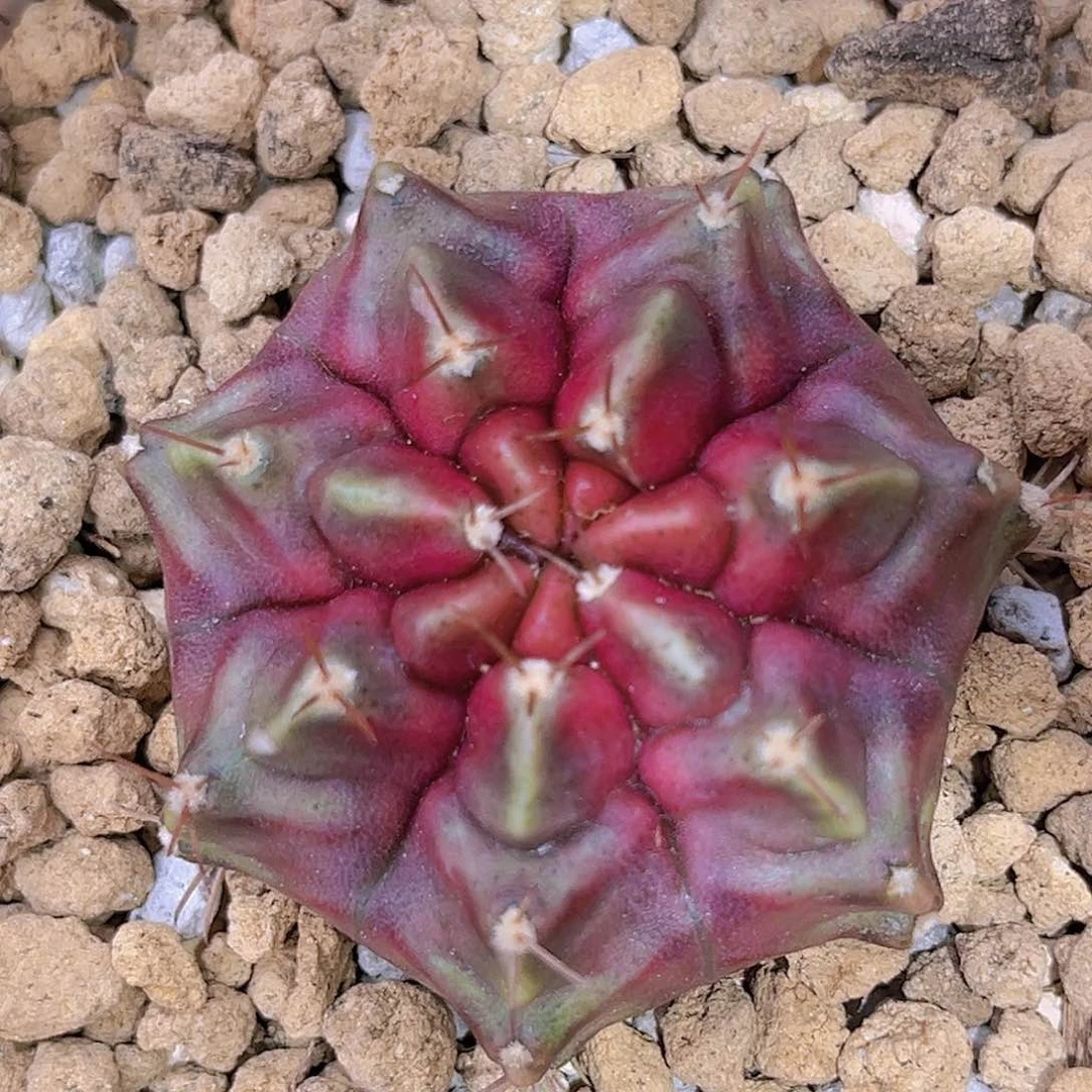 紫色星云 仙人球 侧芽