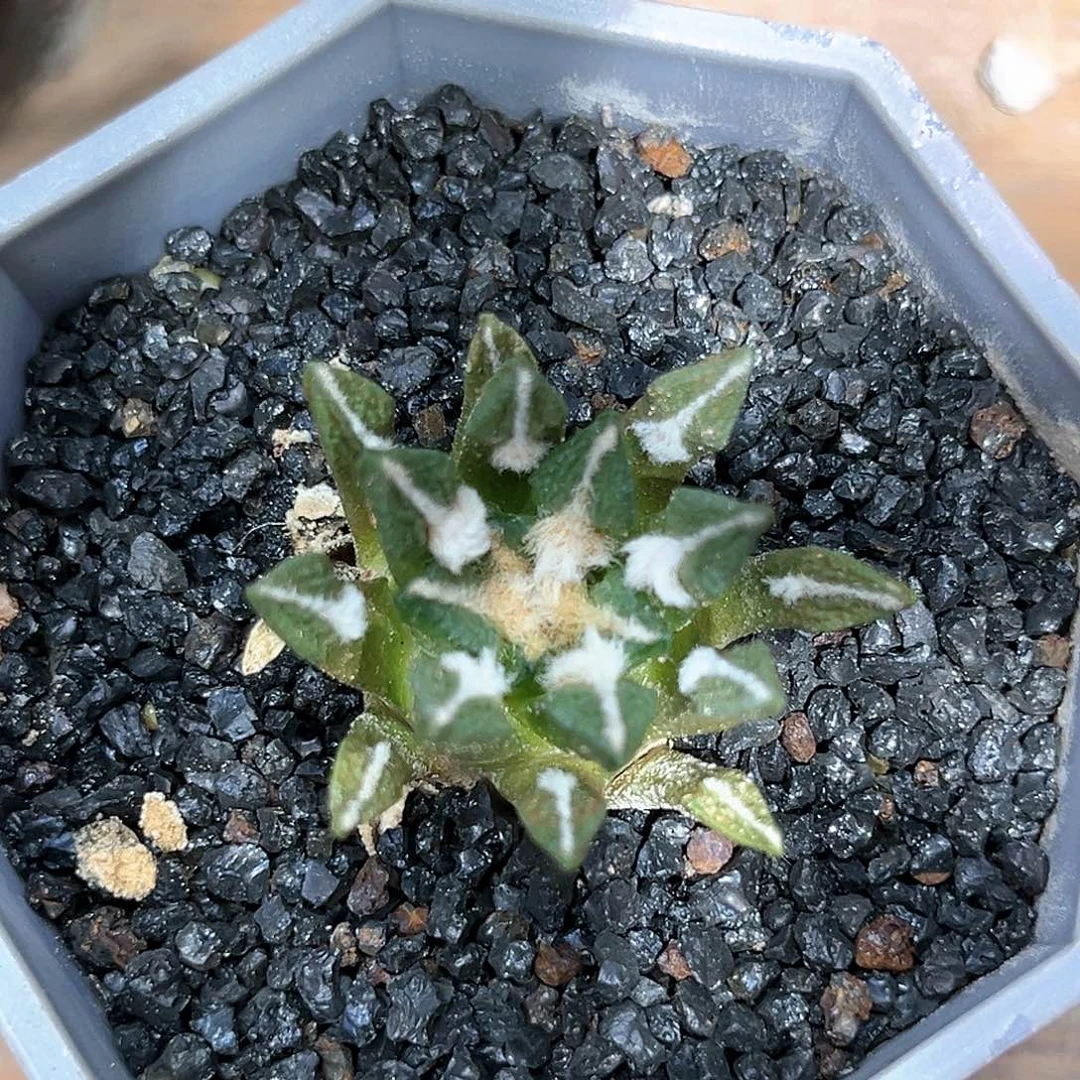 麓思 仙人球 黑牡丹