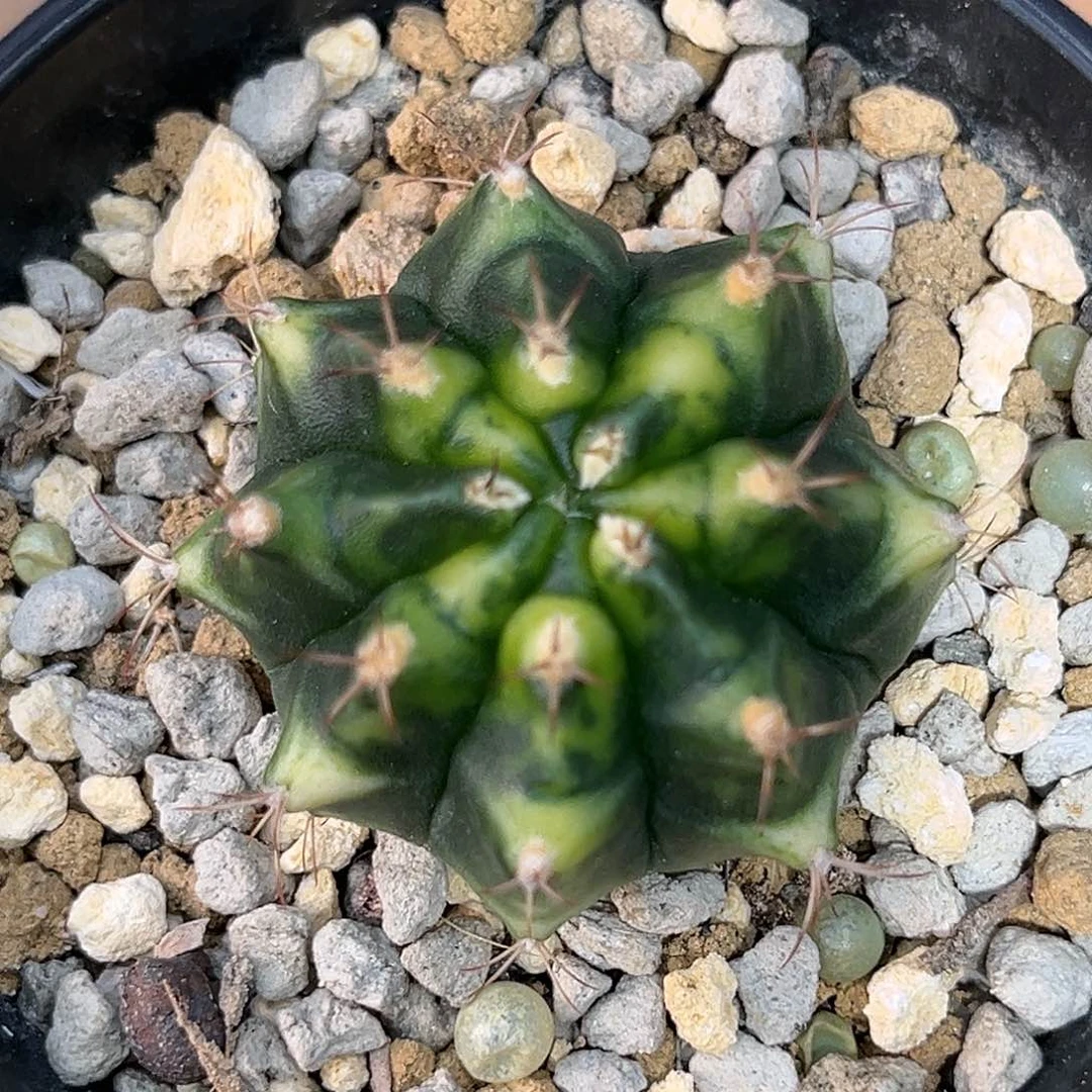 麓思 仙人球 猫眼侧芽