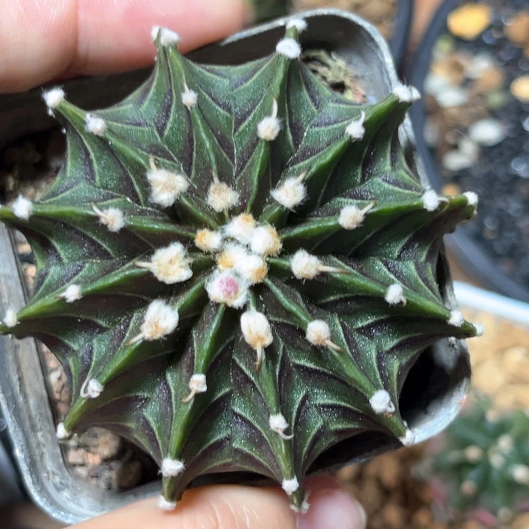 麓思 仙人球 肋骨