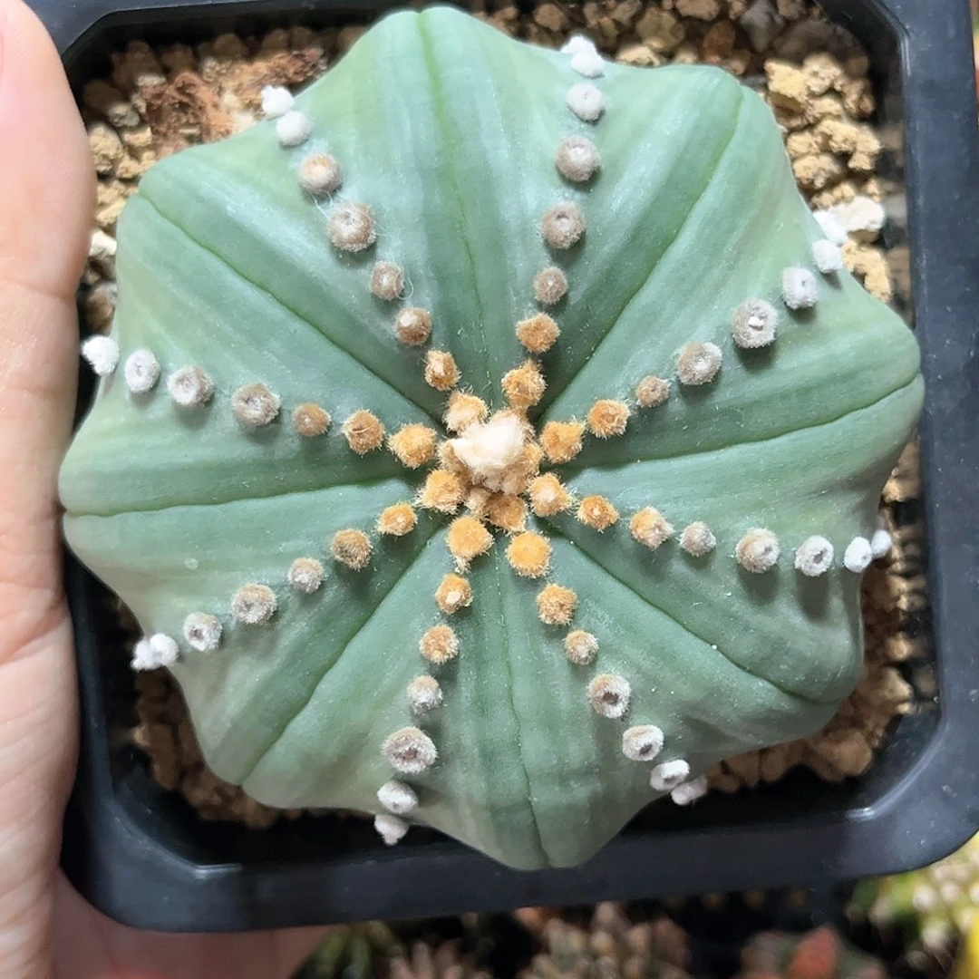 麓思 仙人球 海星兜