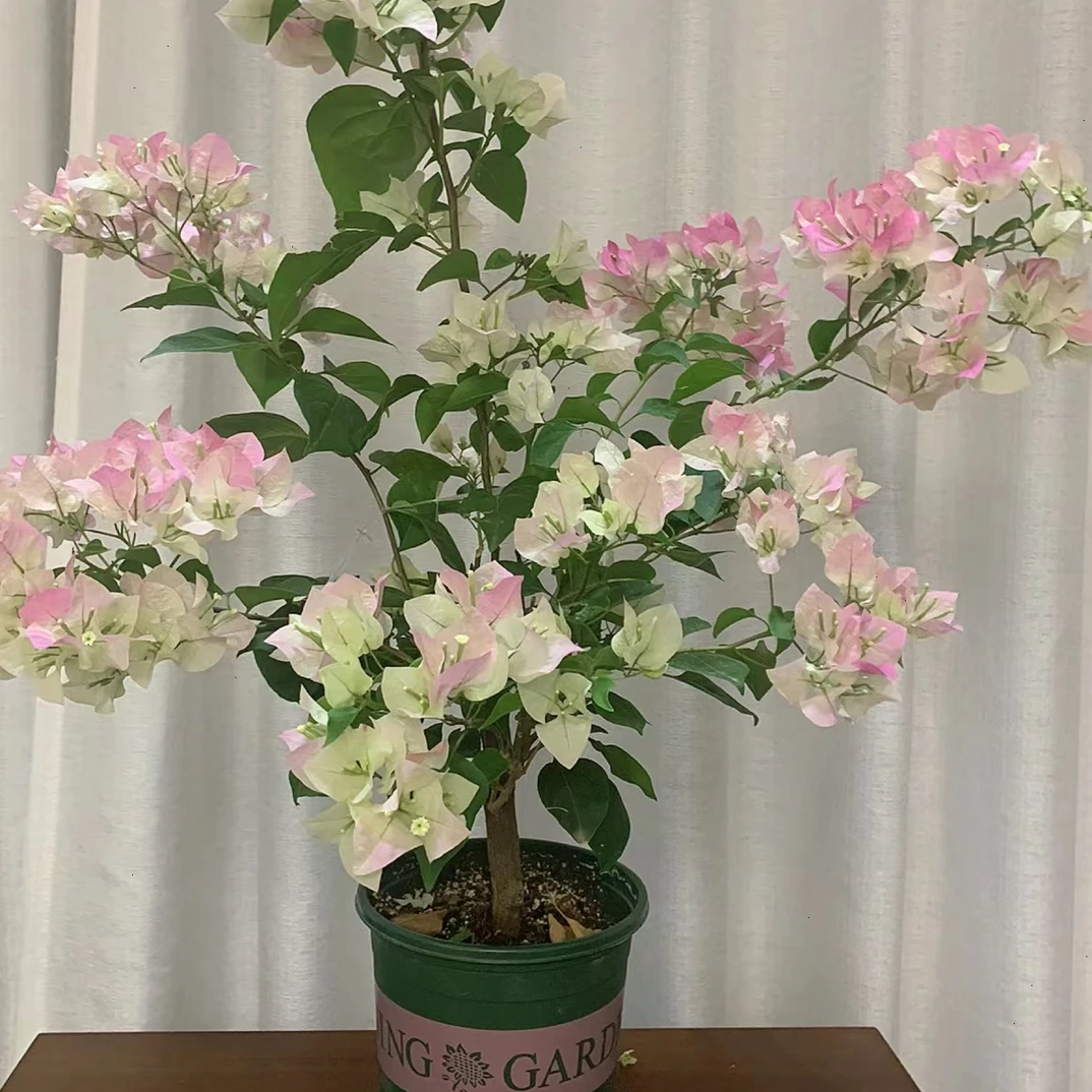 三角梅绿樱盆花（一物一拍）勤花四季开，会落花落叶介意慎拍