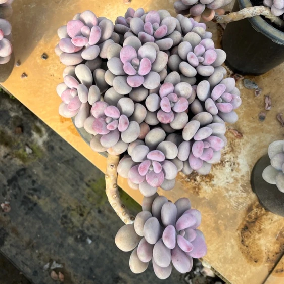 圆叶基因桃蛋粉嫩系列一物一拍圆叶桃蛋群生整桩