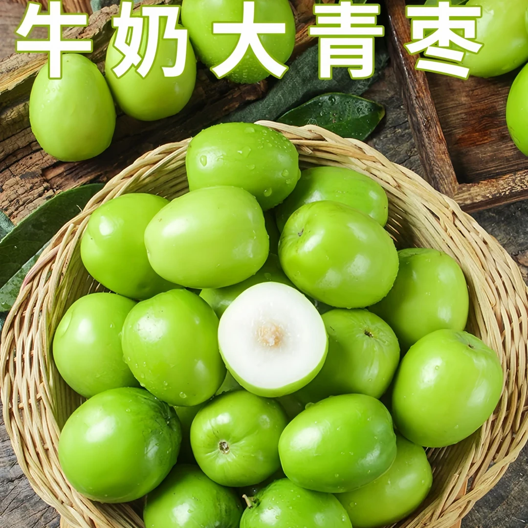 【广西产地】牛奶蜜大青枣脆甜现摘现发当季水果孕妇儿童-新鲜皮薄