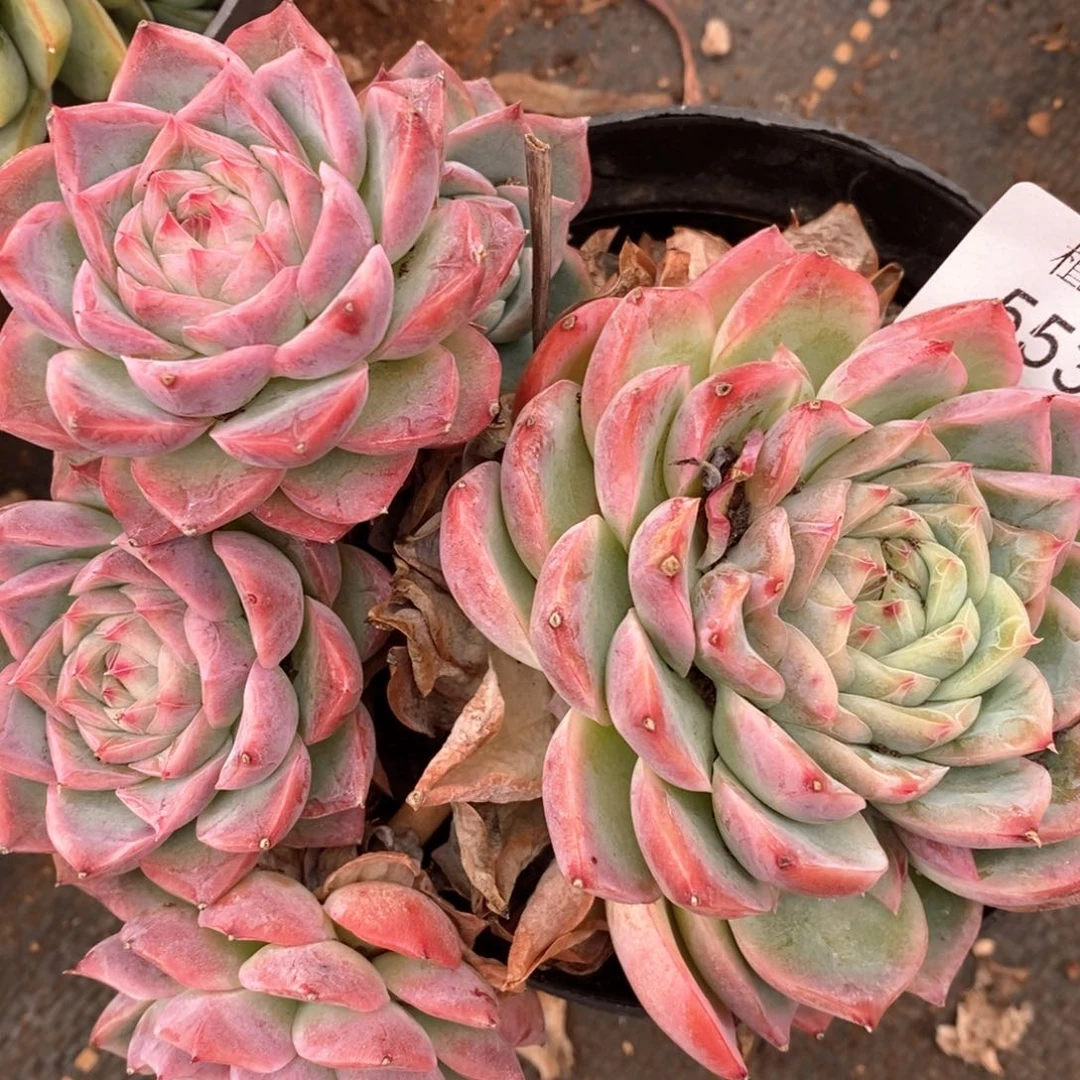 芊****?杂交精品多肉5532