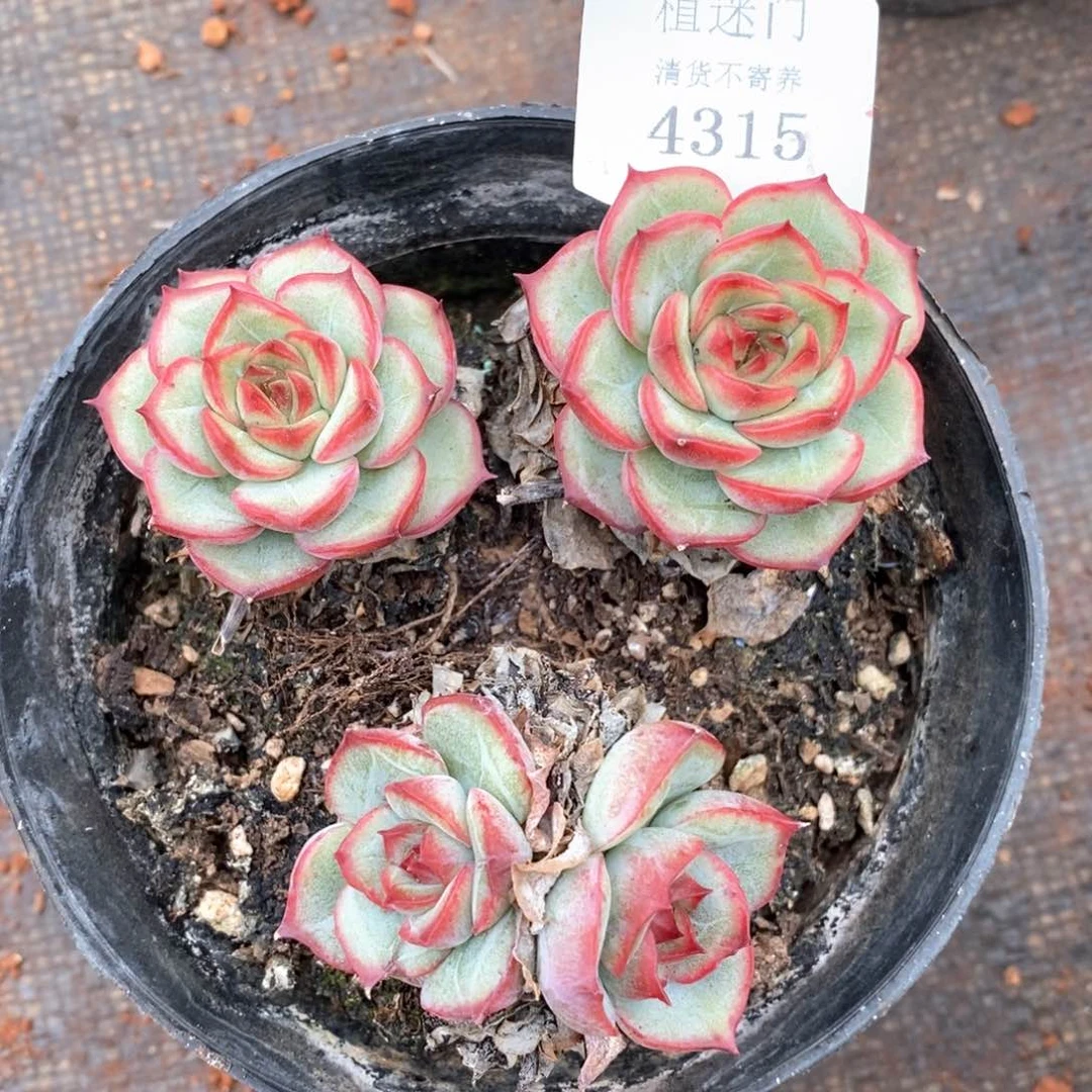 杂交精品多肉4315