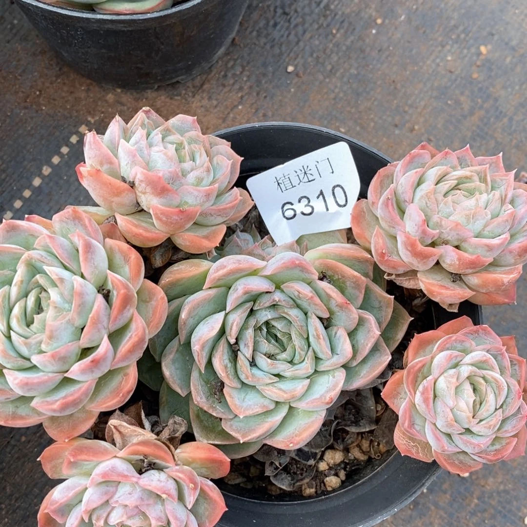 杂交精品多肉6310不包掉头价