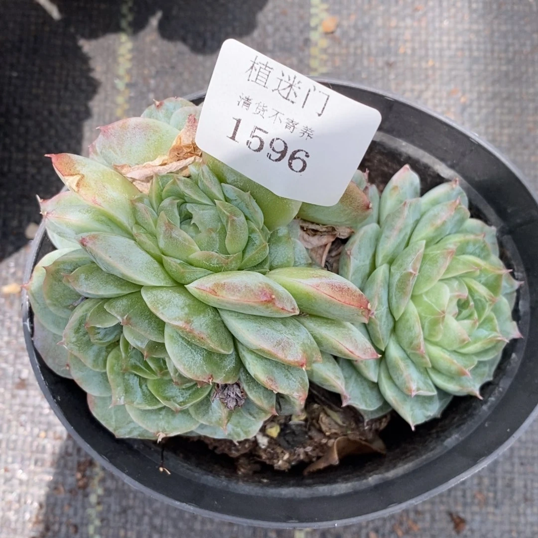 大**姐源头精品杂交多肉1596