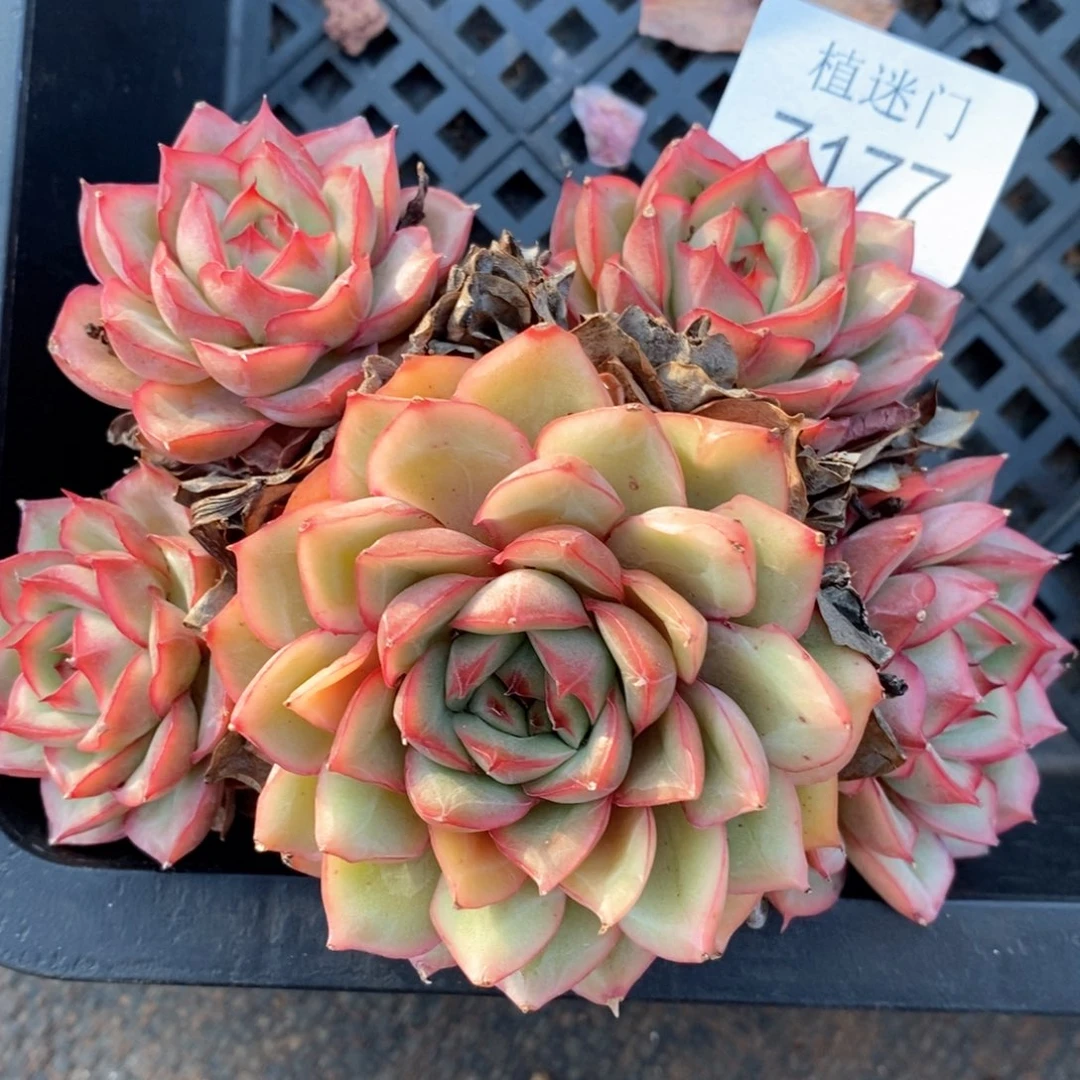 淡**心杂交精品多肉7177