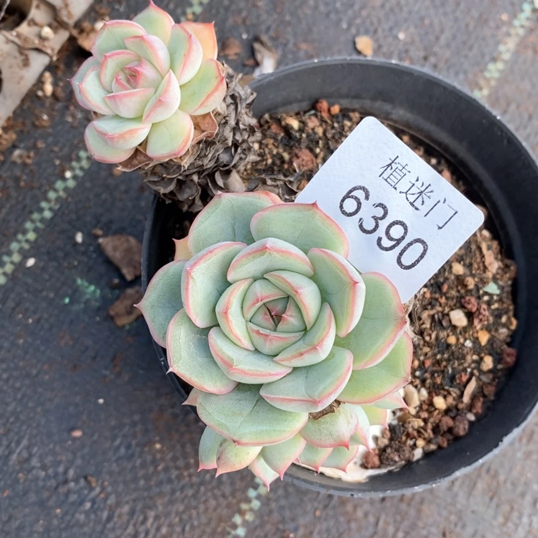 稀*宝杂交精品多肉6390