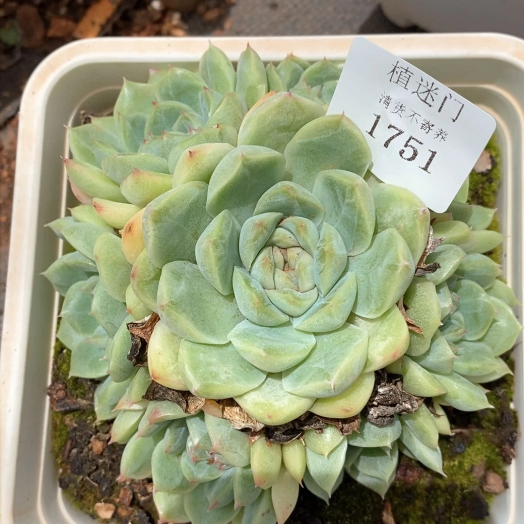 视****！全场不包整散掉头1751