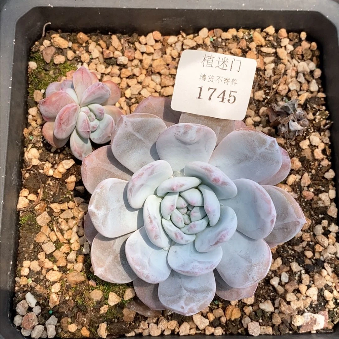 视****！全场不包整散掉头1745