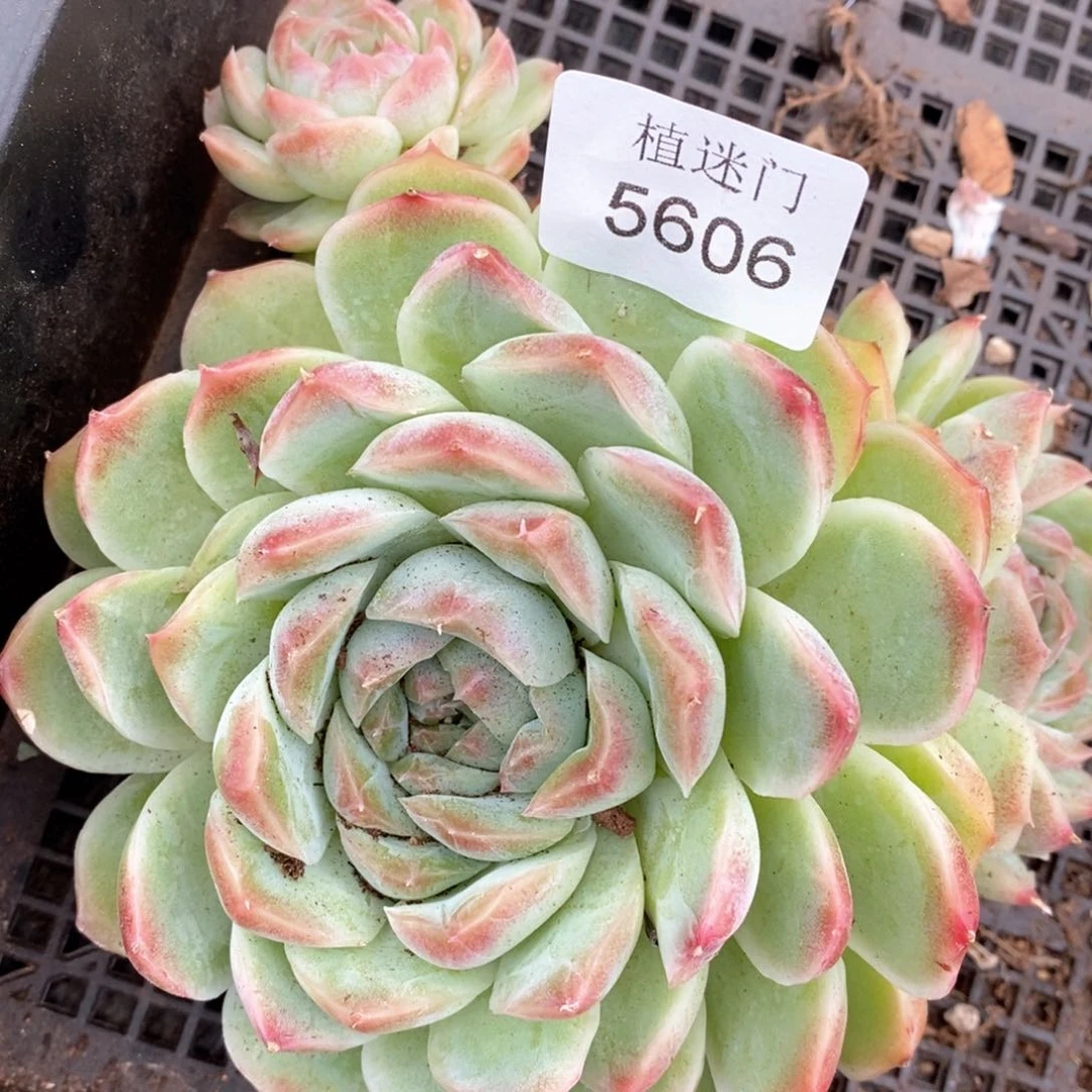 毛*果杂交精品多肉5606