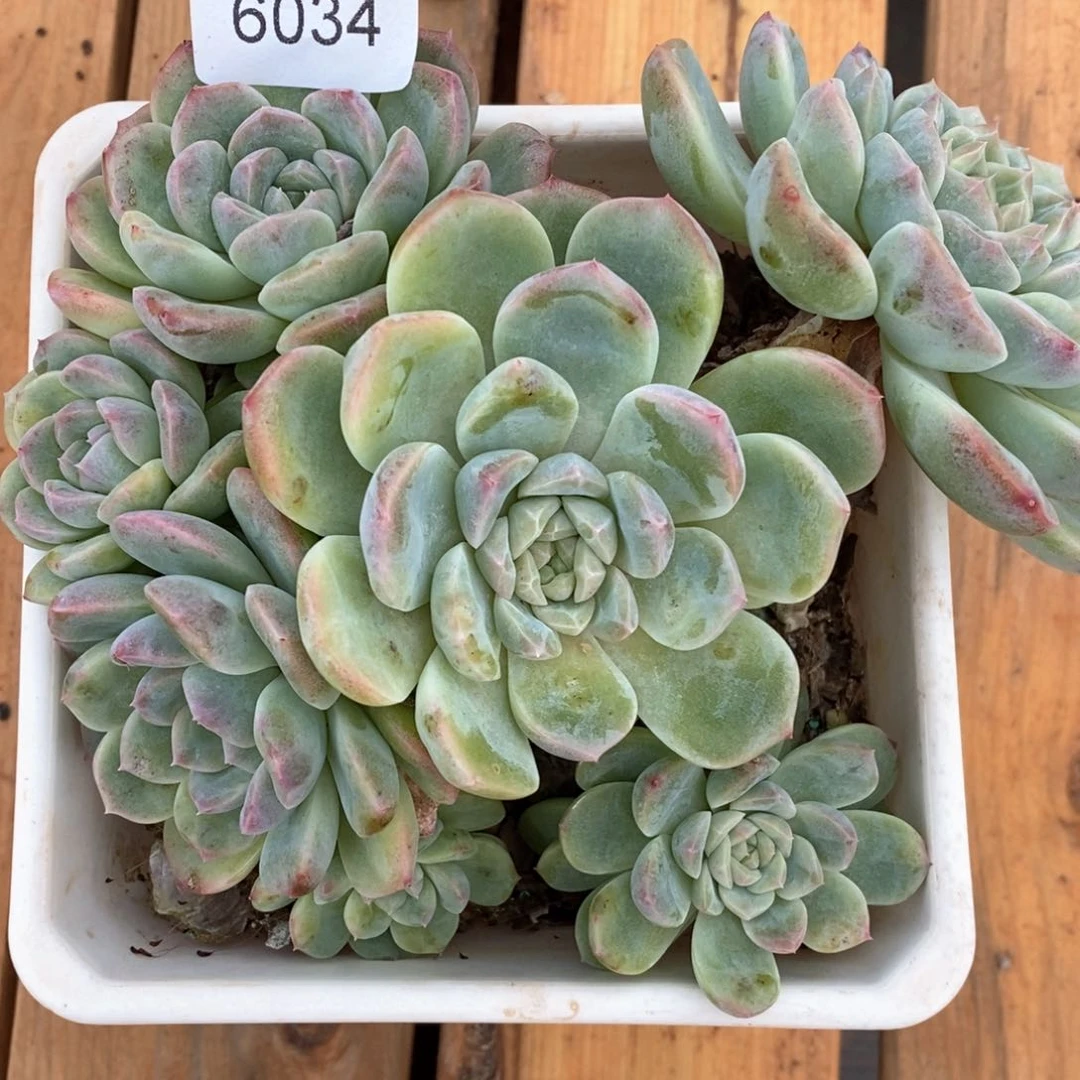 草**椰杂交精品多肉6034不包售后