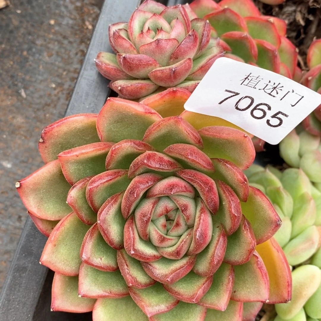 陌**开杂交精品多肉7065