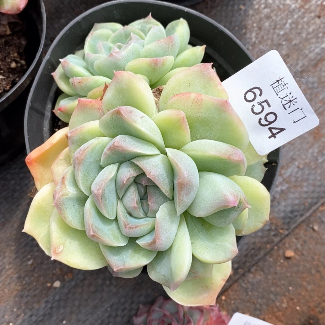 Z****霞杂交精品多肉6594