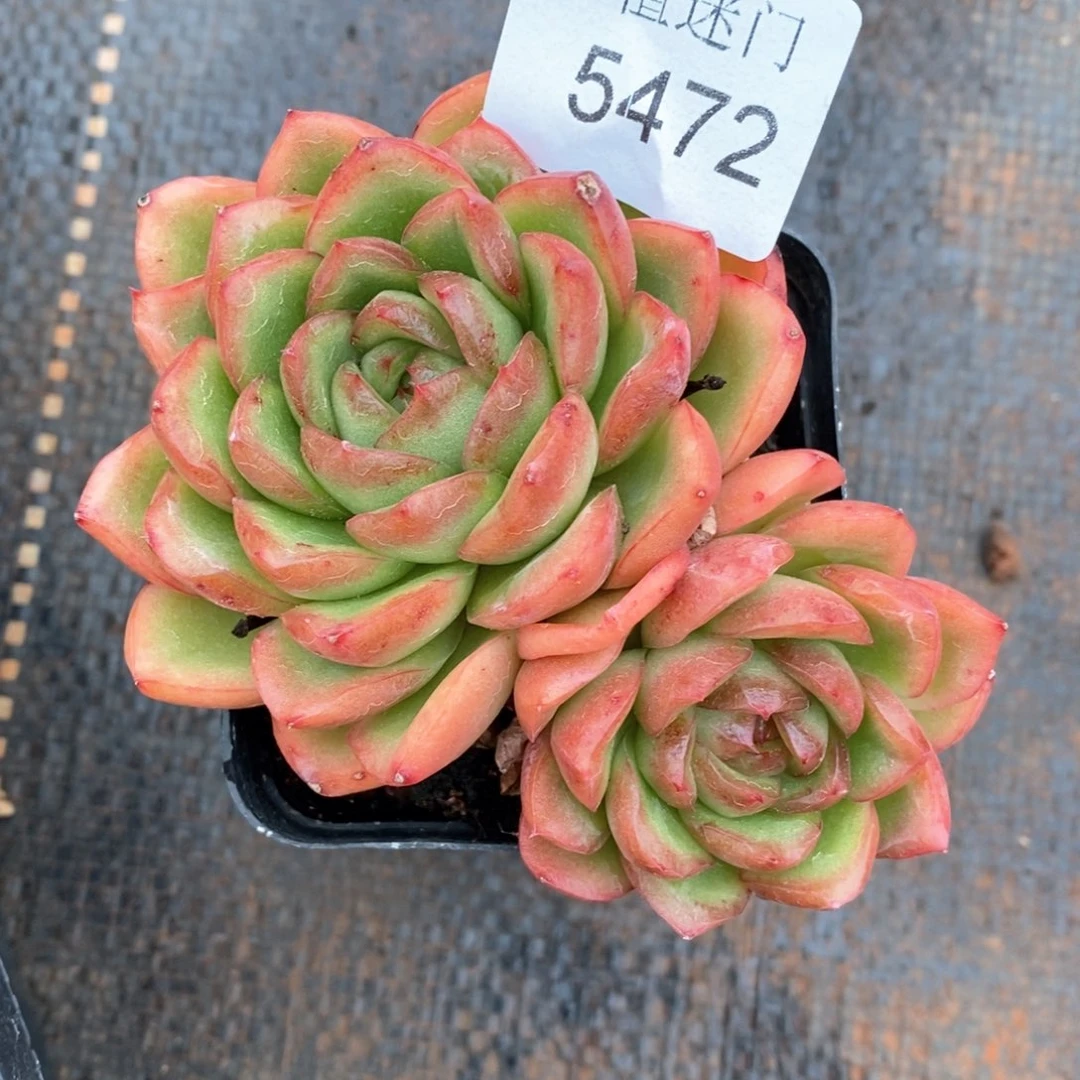 Z****霞杂交精品多肉5472