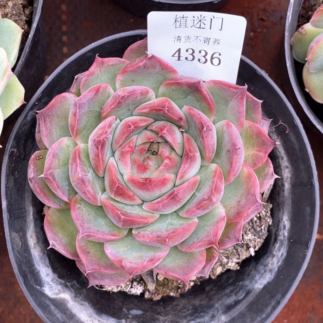 沫**杂交精品多肉4336