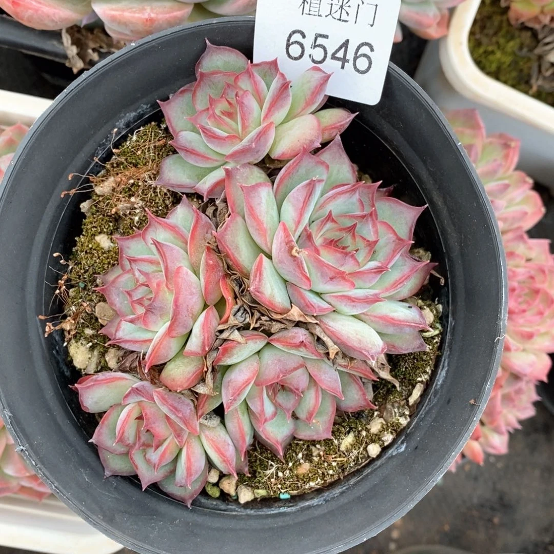 P****儿杂交精品多肉6546
