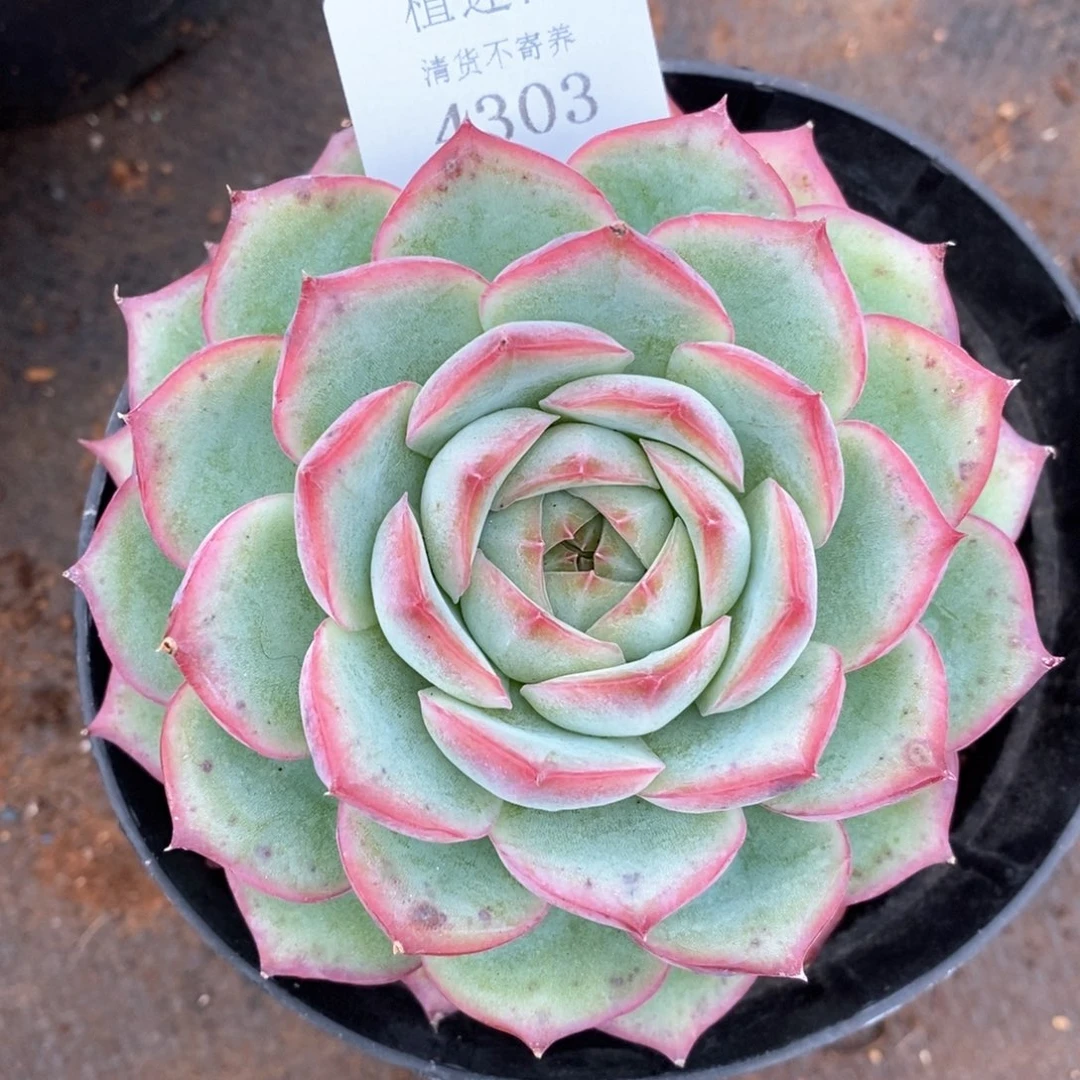 慧*吖杂交精品多肉4303
