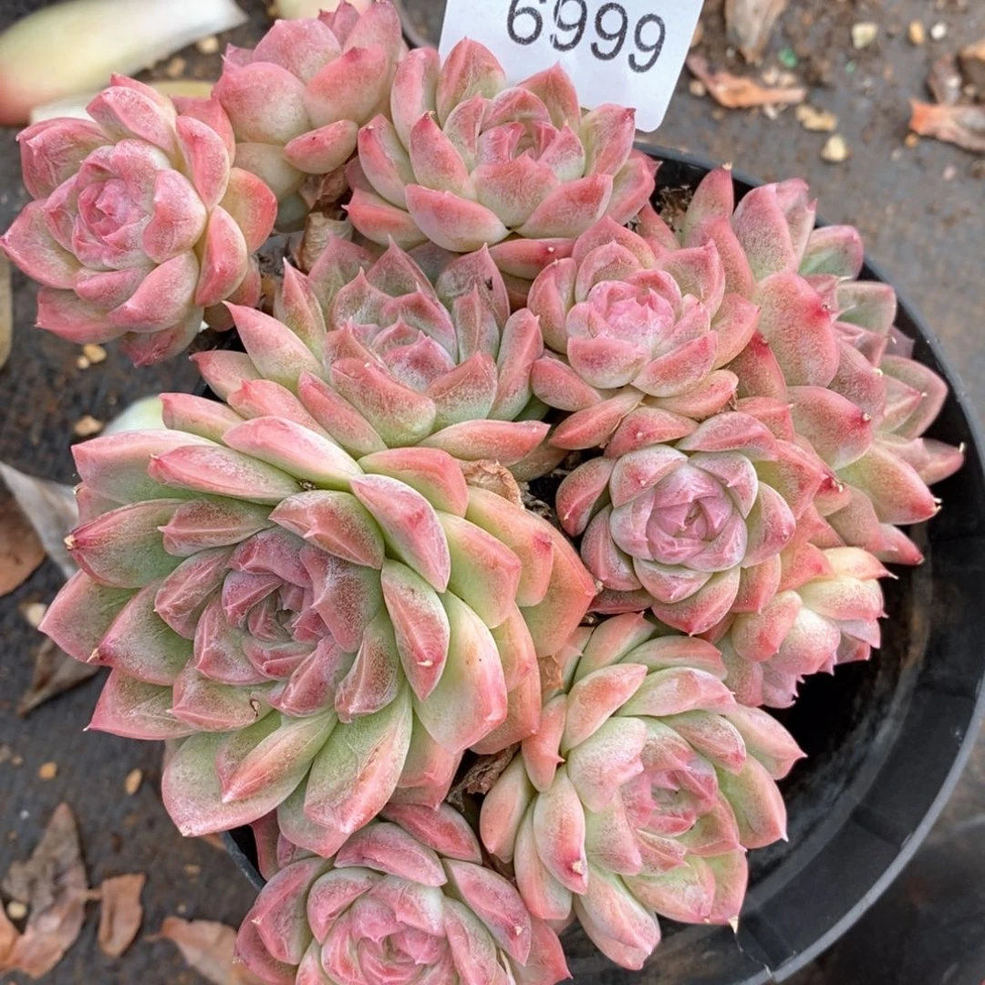 妞*杂交精品多肉6999