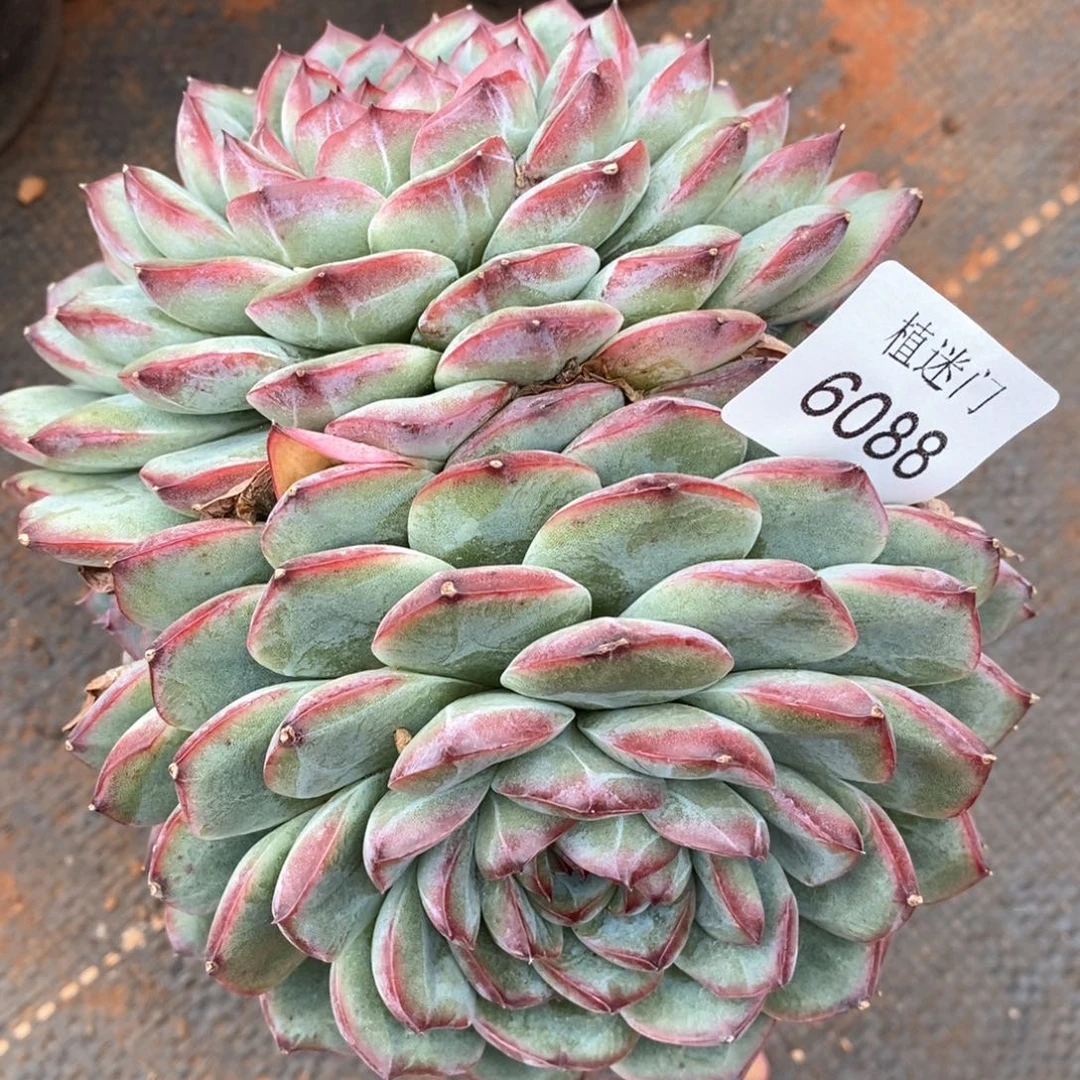 草**椰杂交精品多肉6088