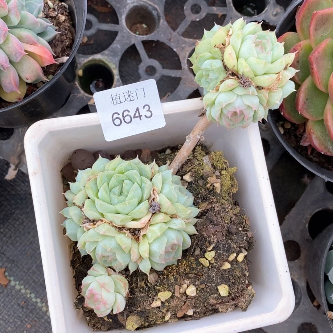 P****儿杂交精品多肉6643不包整散掉头