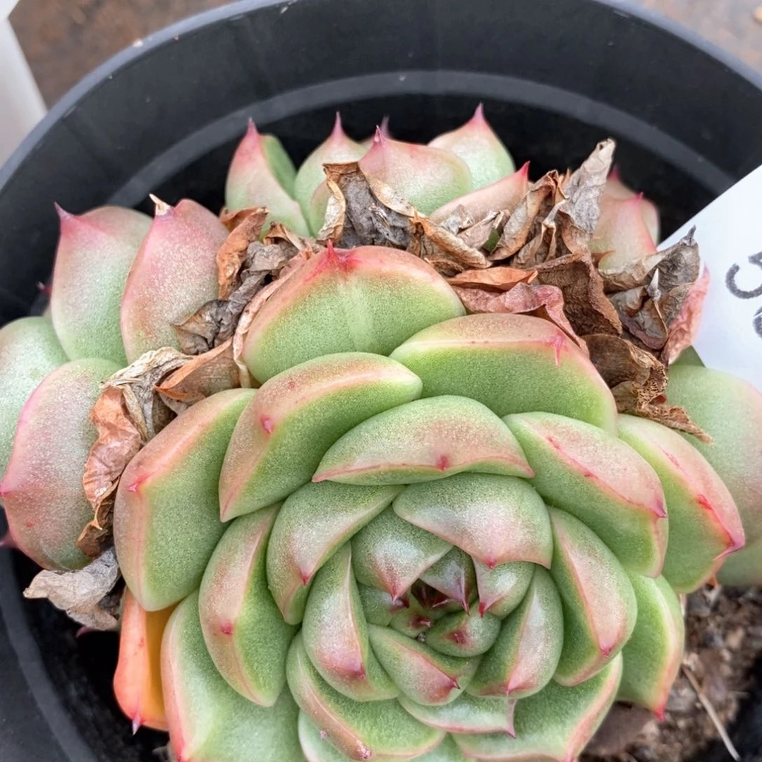 杂交精品多肉5394不包掉头价