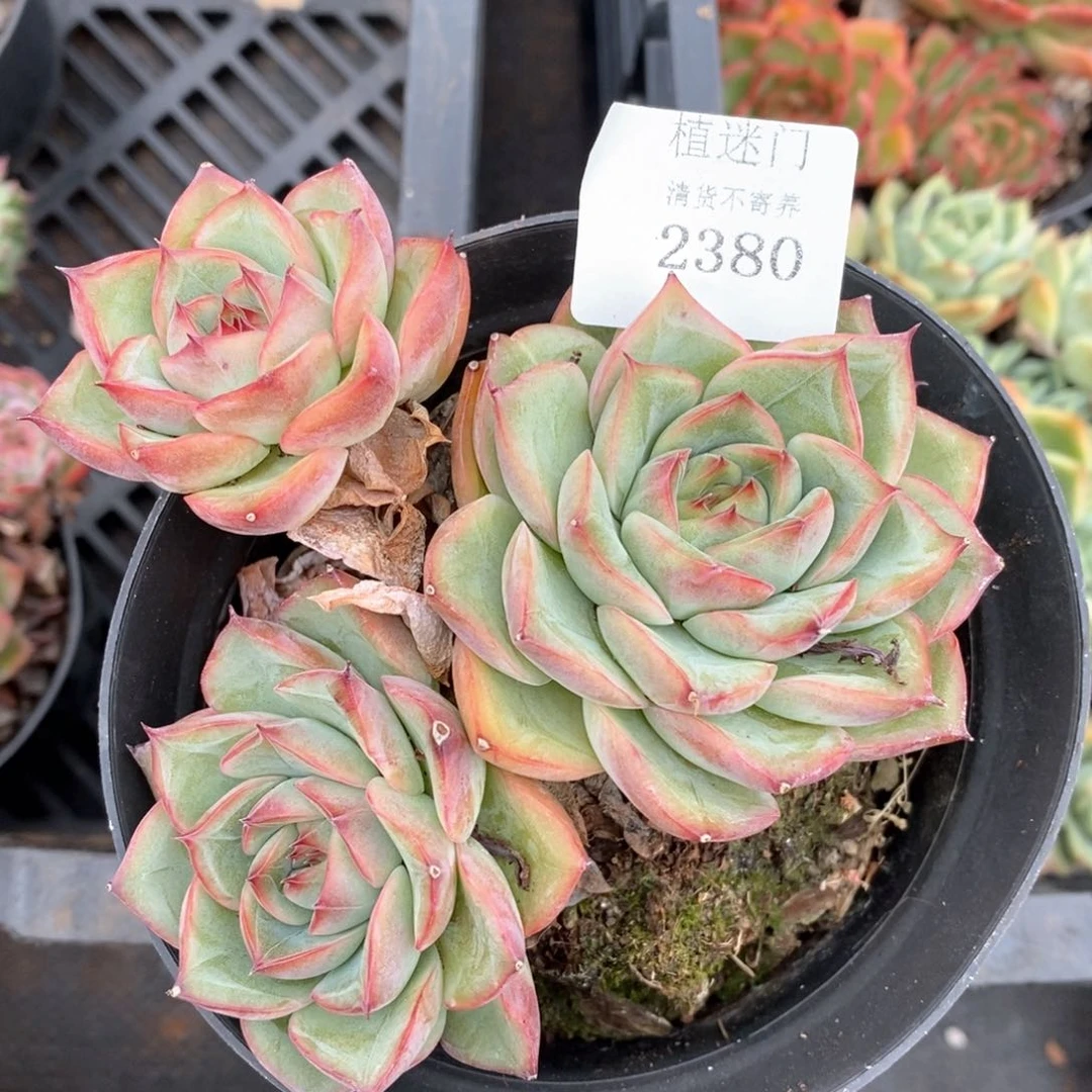 一**柔全场不包整散掉头2380