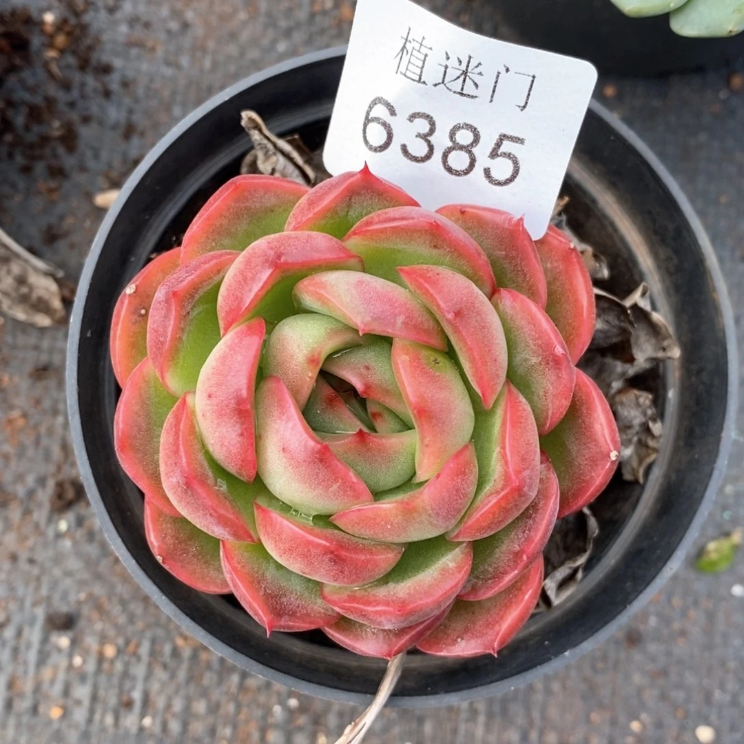 频****要杂交精品多肉6385