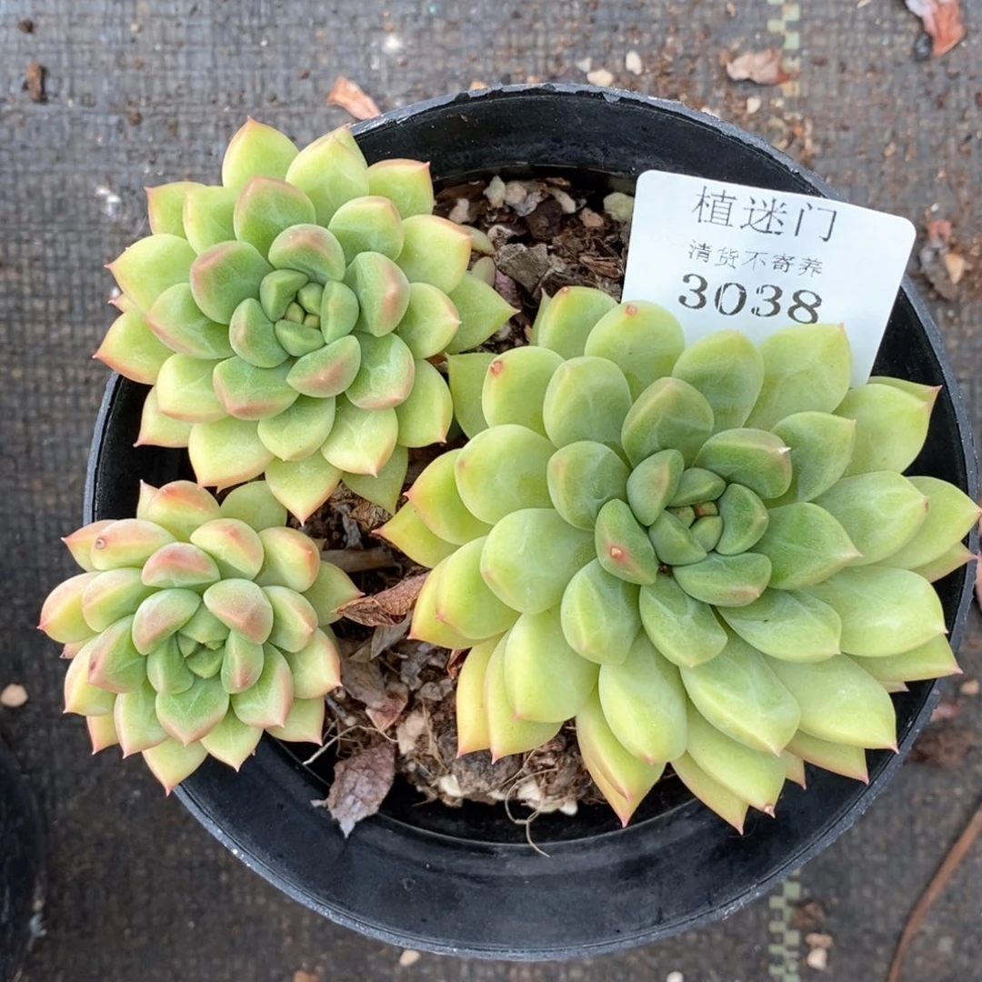 莲全场不包整散掉头3038