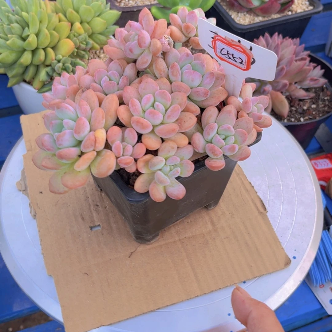 茶**香白鹭552多肉植物